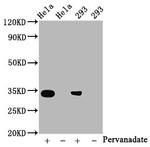 Phospho-CDK2 (Tyr15) Recombinant Rabbit Monoclonal Antibody (2C4)