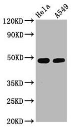 Phospho-GATA3 (Ser308) Antibody in Western Blot (WB)