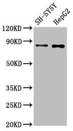 GOLPH2 Antibody in Western Blot (WB)