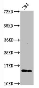 Phospho-Histone H2A.X (Ser139) Antibody in Western Blot (WB)