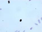 Phospho-Histone H3.3 (Thr3) Recombinant Rabbit Monoclonal Antibody (28H4)