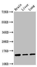 HIST1H2BK Antibody in Western Blot (WB)