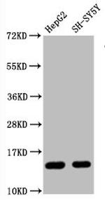 H3R128me1 Recombinant Rabbit Monoclonal Antibody (4G12)