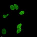 H3R17me1 Antibody in Immunocytochemistry (ICC/IF)