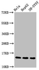 H3R17me1 Antibody in Western Blot (WB)