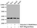 Phospho-HSP27 (Ser82) Antibody in Western Blot (WB)