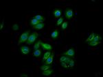 Phospho-c-Raf (Ser259) Recombinant Rabbit Monoclonal Antibody (4C9)