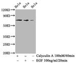 Phospho-c-Raf (Ser259) Antibody in Western Blot (WB)