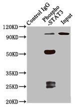 Phospho-STAT3 (Ser727) Antibody in Western Blot (WB)
