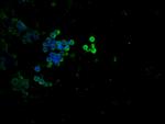 Phospho-p53 (Thr55) Recombinant Rabbit Monoclonal Antibody (3C3)