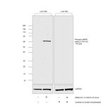 Phospho-AMPK alpha-2 (Thr172) Antibody