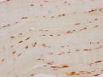 FTO Antibody in Immunohistochemistry (Paraffin) (IHC (P))