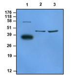 LRG1 Antibody in Western Blot (WB)
