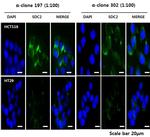 Syndecan 2 Antibody in Immunocytochemistry (ICC/IF)