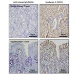 Syndecan 2 Antibody in Immunohistochemistry (IHC)