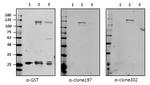 Syndecan 2 Antibody in Western Blot (WB)