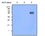 RSK3 Antibody in Western Blot (WB)