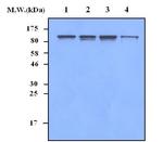 RSK3 Antibody in Western Blot (WB)