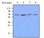 SMAD1/SMAD5 Antibody in Western Blot (WB)