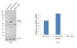 SMAD1/SMAD5 Antibody in Western Blot (WB)