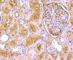 EAAC1 Antibody in Immunohistochemistry (Paraffin) (IHC (P))