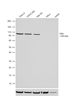Villin Antibody