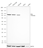 Villin Antibody in Western Blot (WB)