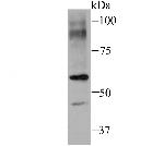SEC23A Antibody in Western Blot (WB)