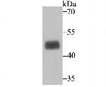 MAPKAPK2 Recombinant Rabbit Monoclonal Antibody (JU30-31)