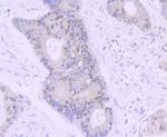 NR1D1 Antibody in Immunohistochemistry (Paraffin) (IHC (P))