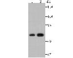 NR1D1 Antibody in Western Blot (WB)