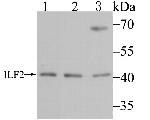 ILF2 Antibody in Western Blot (WB)