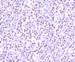 SFPQ Recombinant Rabbit Monoclonal Antibody (JU33-99)
