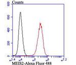 MEIS2 Antibody in Flow Cytometry (Flow)