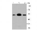 MEIS2 Recombinant Rabbit Monoclonal Antibody (JB40-38)