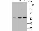 SEPT2 Antibody in Western Blot (WB)