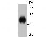 LRG1 Antibody in Western Blot (WB)
