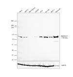 SMARCC1 Antibody in Western Blot (WB)