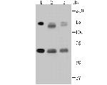 DNA Ligase I Antibody in Western Blot (WB)