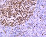 MCM5 Antibody in Immunohistochemistry (Paraffin) (IHC (P))