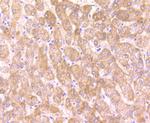 OGT Antibody in Immunohistochemistry (Paraffin) (IHC (P))
