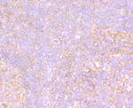 VPS26A Antibody in Immunohistochemistry (Paraffin) (IHC (P))