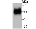 RBPJ Recombinant Rabbit Monoclonal Antibody (JB49-34)