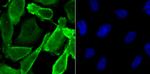 JAB1 Recombinant Rabbit Monoclonal Antibody (JB34-96)