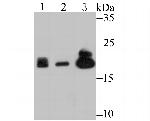 PSMB9 Antibody in Western Blot (WB)