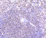 IKAROS Recombinant Rabbit Monoclonal Antibody (JB50-38)