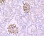 Podocin Recombinant Rabbit Monoclonal Antibody (JB51-33)