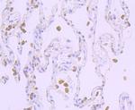 Cytochrome P450 Reductase Antibody in Immunohistochemistry (Paraffin) (IHC (P))