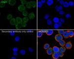 BCL11A Recombinant Rabbit Monoclonal Antibody (JB35-68)