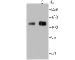 BCL11A Antibody in Western Blot (WB)